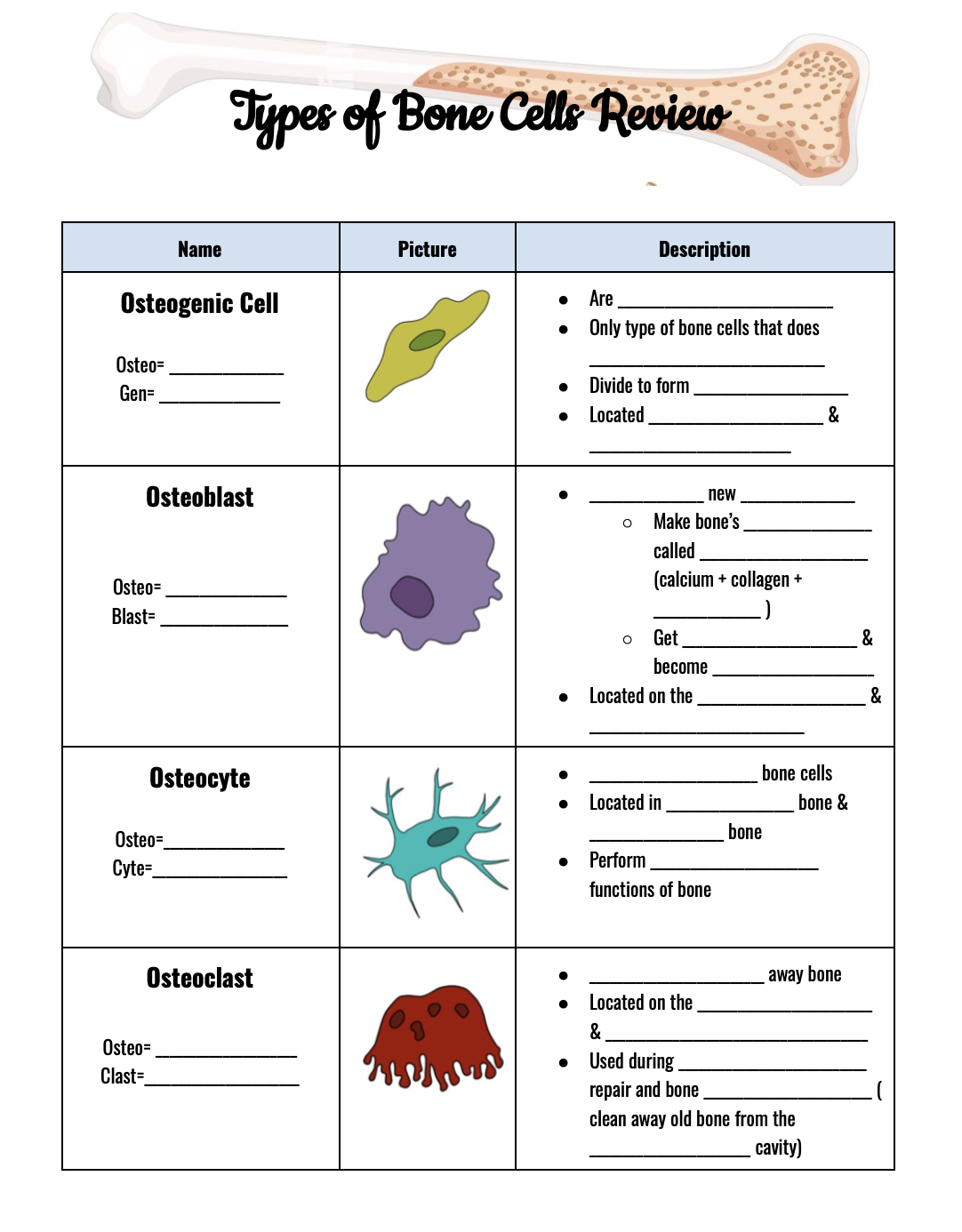 A worksheet for learning the different bone cells