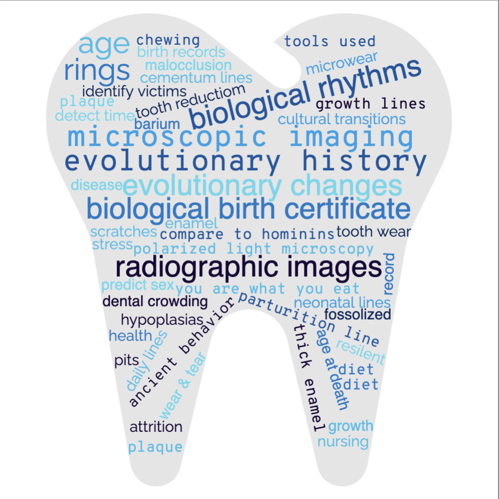 A wordcloud inside an image of a tooth